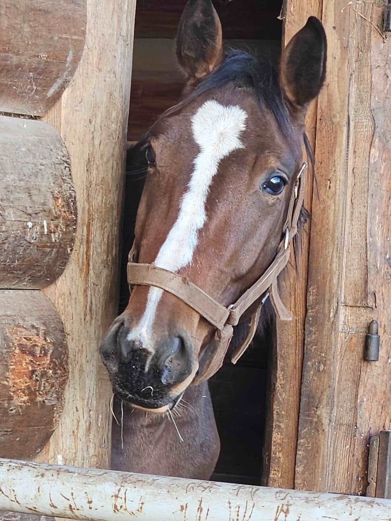 Koń Louis Vuitton wyglądający przez okno stajni.